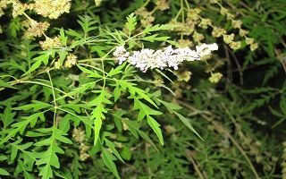 Ayurvedic Herb