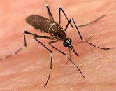 Ayurveda for Dengue fever