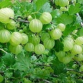 amla