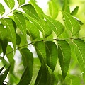 neem