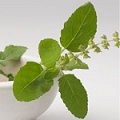 tulsi